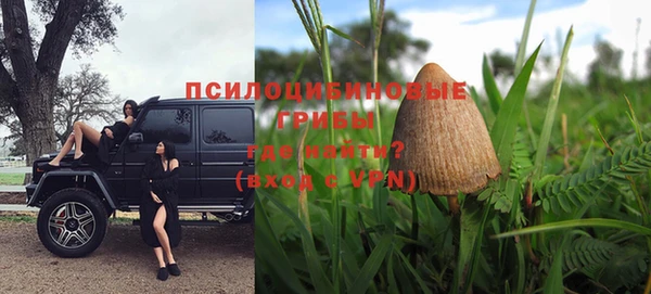 прущие грибы Гусиноозёрск